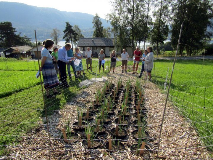 Bilde3 Purreplanter i potter med jord gjødslet med kalksalpeter, tørket fiskegrakse, tørket hønsegjødsel og fersk algefiber, Tingvoll 28.8.2019. (Foto: Ishita Ahuja)