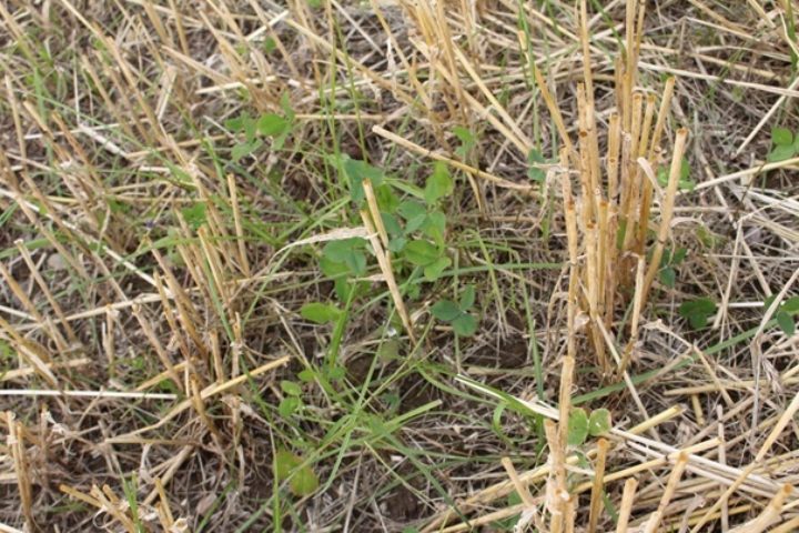 Cover Crop Cover Crop (Photo: Randi Frøseth)