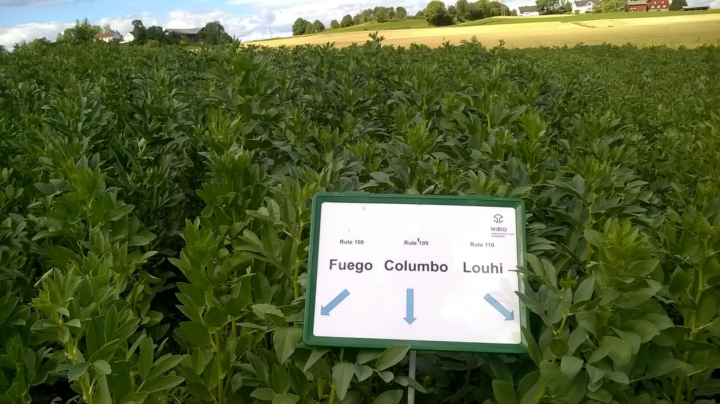 Diversilience Artikkel Trial of field bean varieties under the auspices of NIBIO. (Foto: Grete Lene Serikstad)