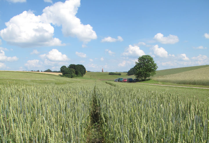 Feltforsok Freising Cobra Feltforsøk i COBRA-forsøk i Sør-Tyskland, juni 2015. (Foto: Marte Guttulsrød, Oikos-Økologisk Norge.)