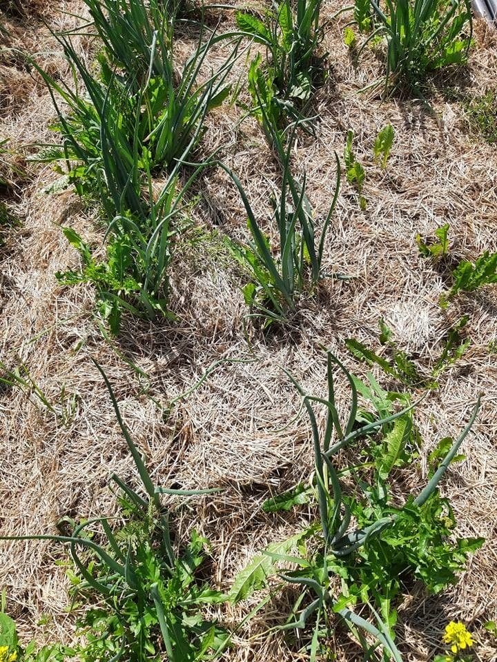 Hakket Bedre Øko Juli Rotugras 002 Det er viktig at det er fritt for rotugraset før plantehakket legges på. Her ser vi at rotugraset som åkerdylle og løvetann kommer igjennom plantehakket (Foto: Kari Bysveen, NLR)
