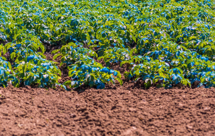 Kopper Og Potet Rettighet Til Publisering På Web1 Poteter sprayet med kobbersulfat. Kobbersulfat kan brukes som gjødsel eller soppdrepende middel (Foto: Dimitris Vlassis / Alamy Stock Photo)