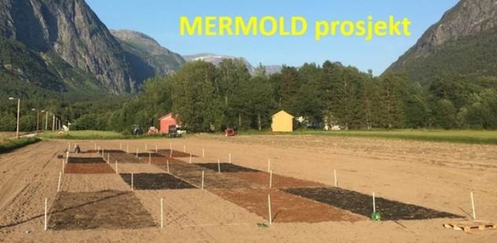 Mermold Mermold