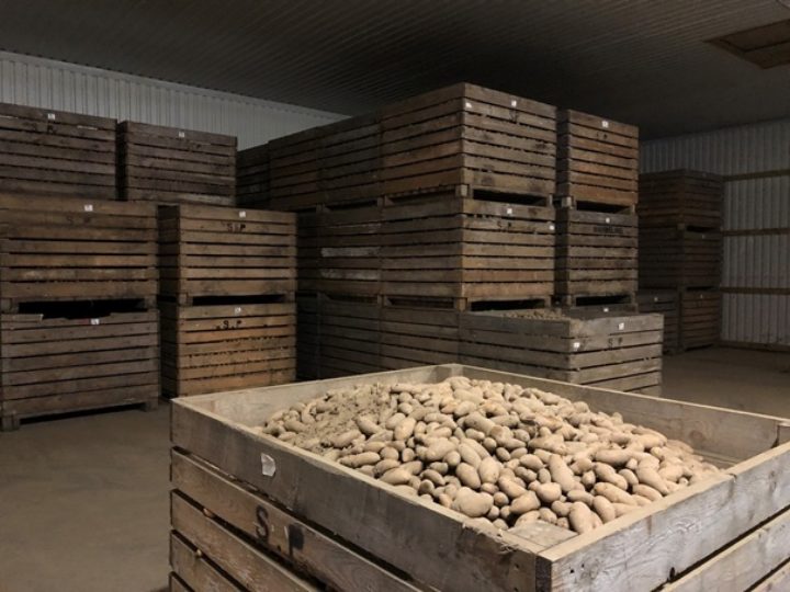 Potatoe Storage At Sunndalspotet As I Lagring av potet hos Sunndalspotet AS (Foto: Tatiana Rittl)
