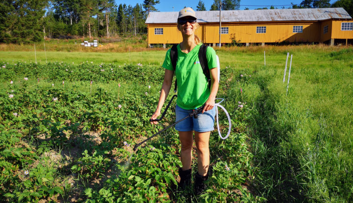 Sprøyting Med Ozonholdeig Vann Foto Atle Wibe Forsker Tatiana Rittl spøyter med ozonvann i forsøksfeltet. (Foto: Atle Wibe)