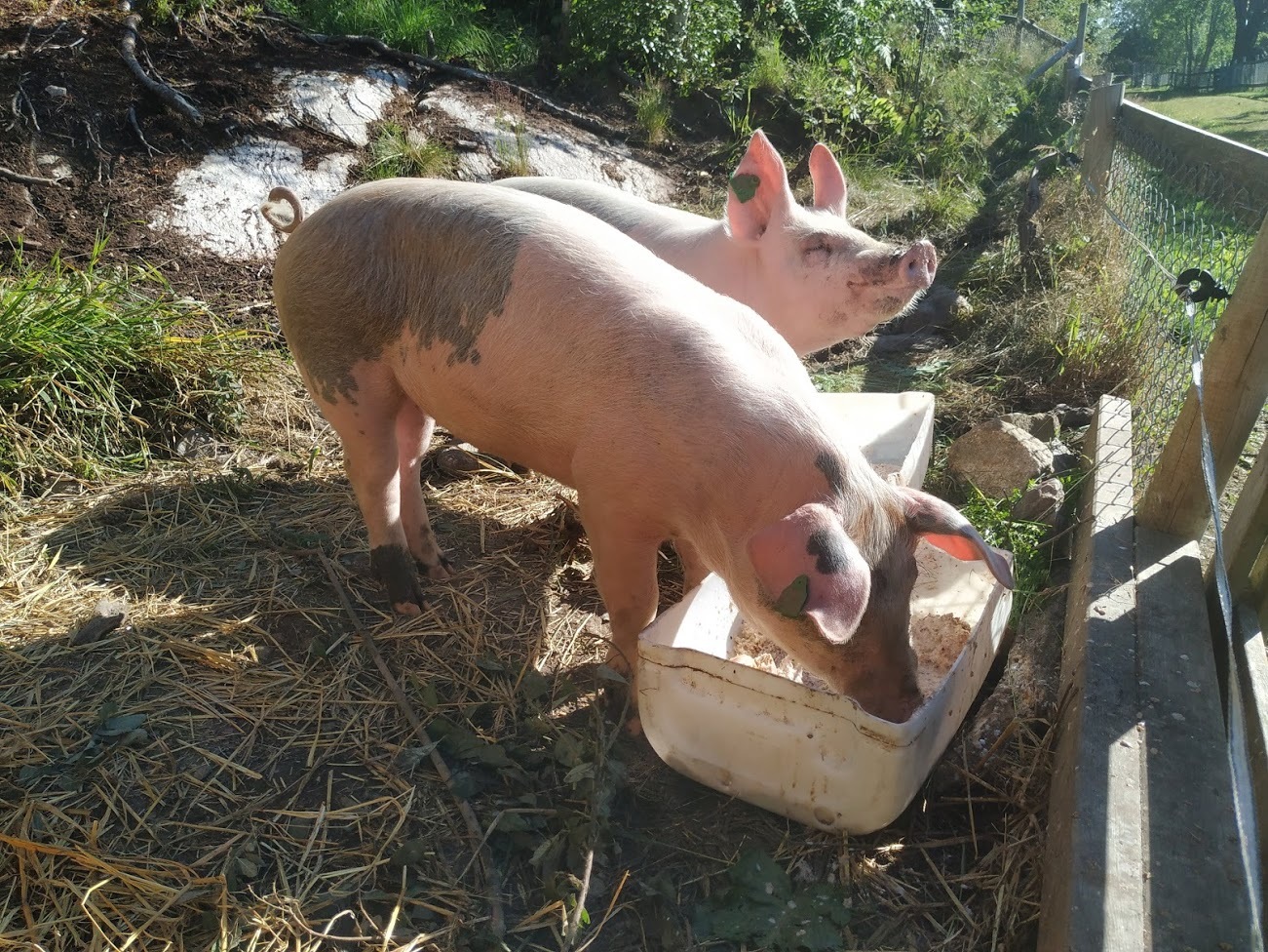 Gr Organic pigs at TIngvoll gard (Photo: Rosann Johanssen)