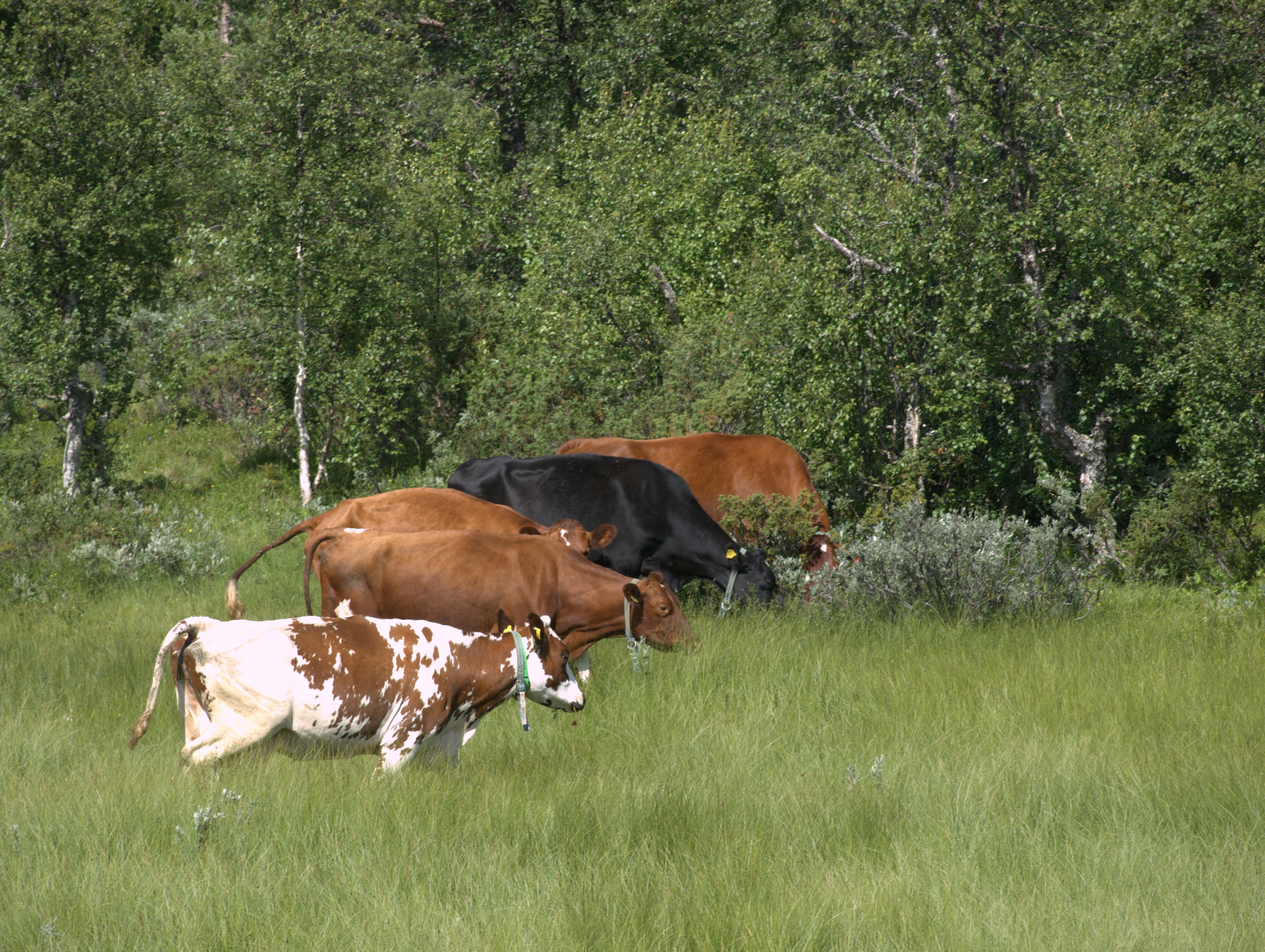 Kyr pa beite Kyr på beite (Foto: Susanne Friis Pedersen)