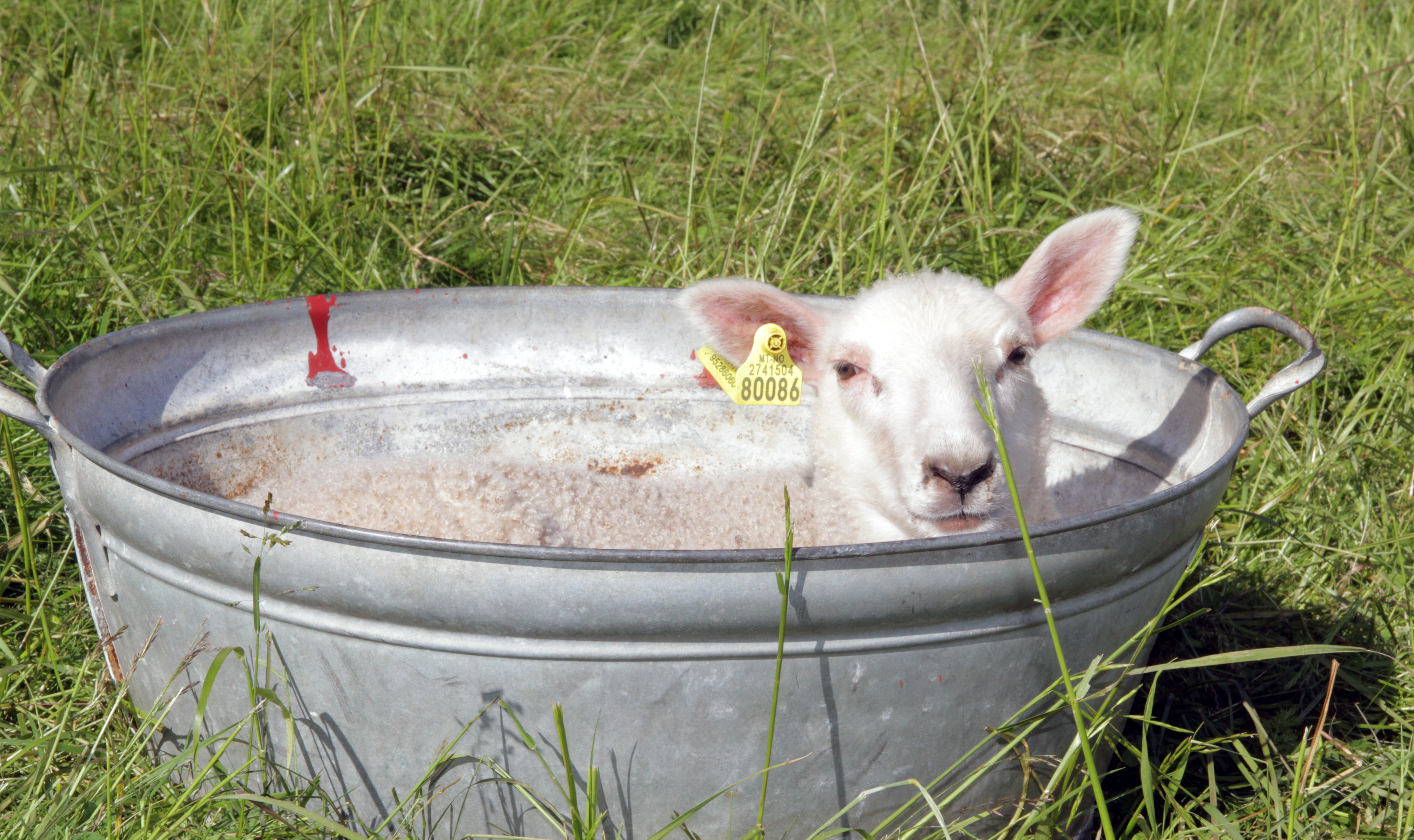 I prosjektet ble det samlet inn ullprøver fra lam i ulike miljø. (Foto: Anita Land)