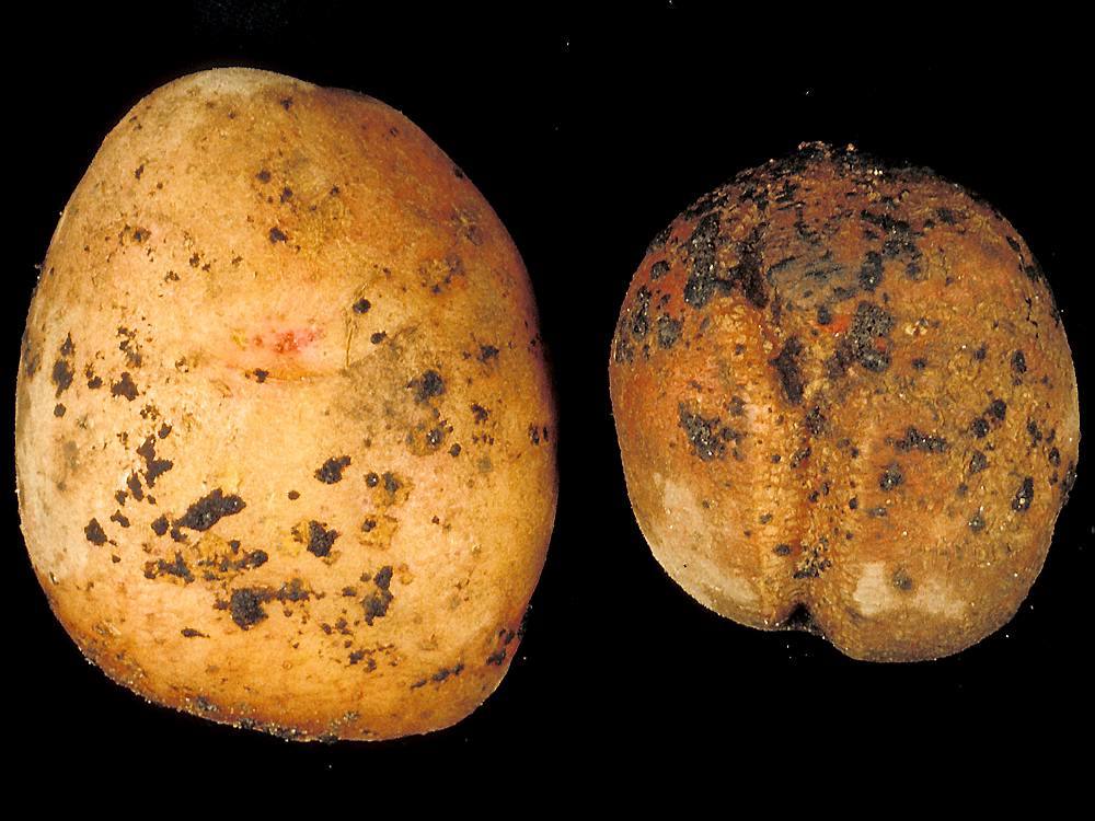 SKURV: Denne soppsykdommen kan ødelegge potet og ris fullstendig, og er en av de største problemene i potetdyrking. (Foto: R. Langnes, Planteforsk)