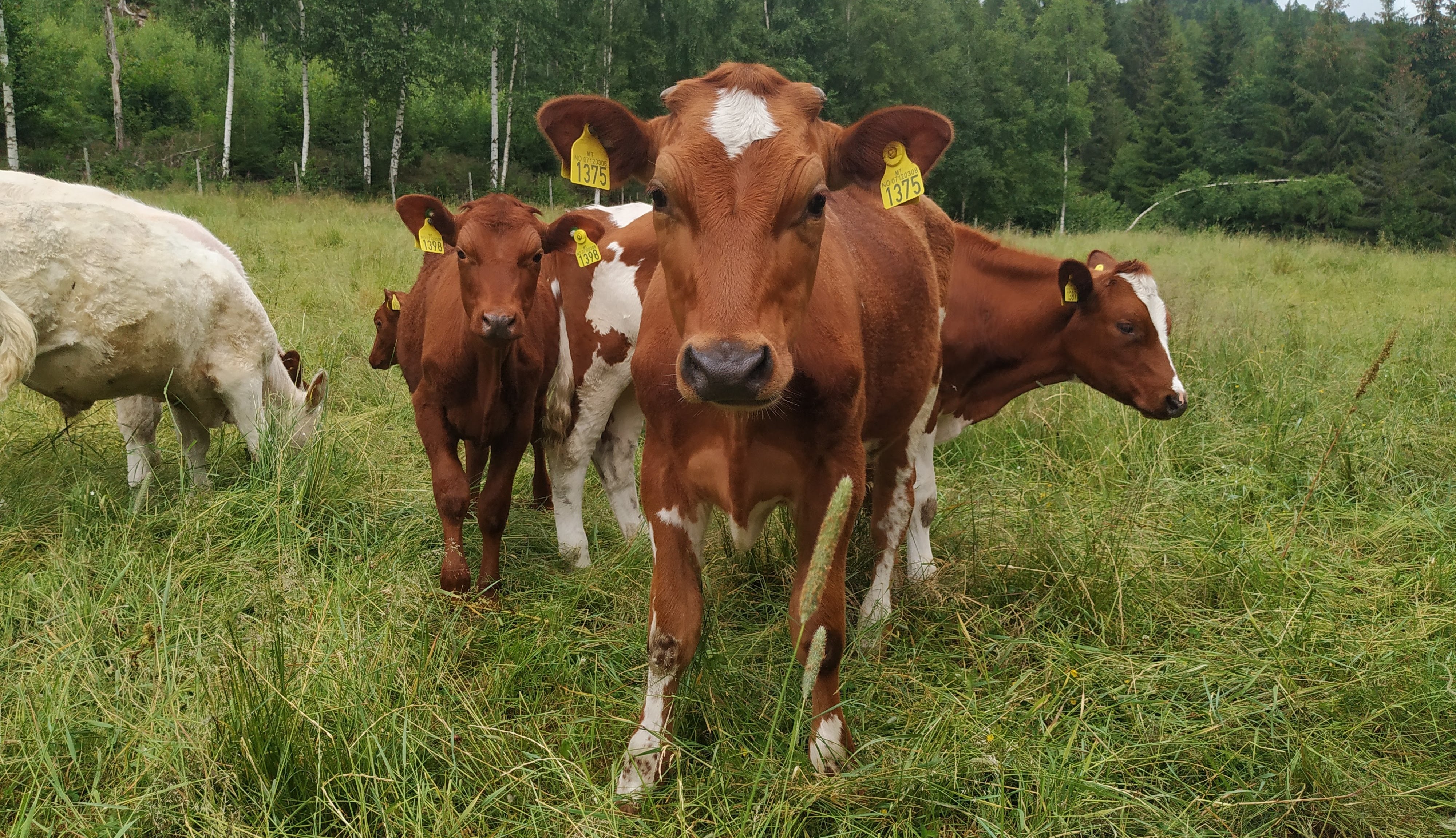 Organic steers outside at pasture. (Photo: Juni Rosann E. Johanssen)