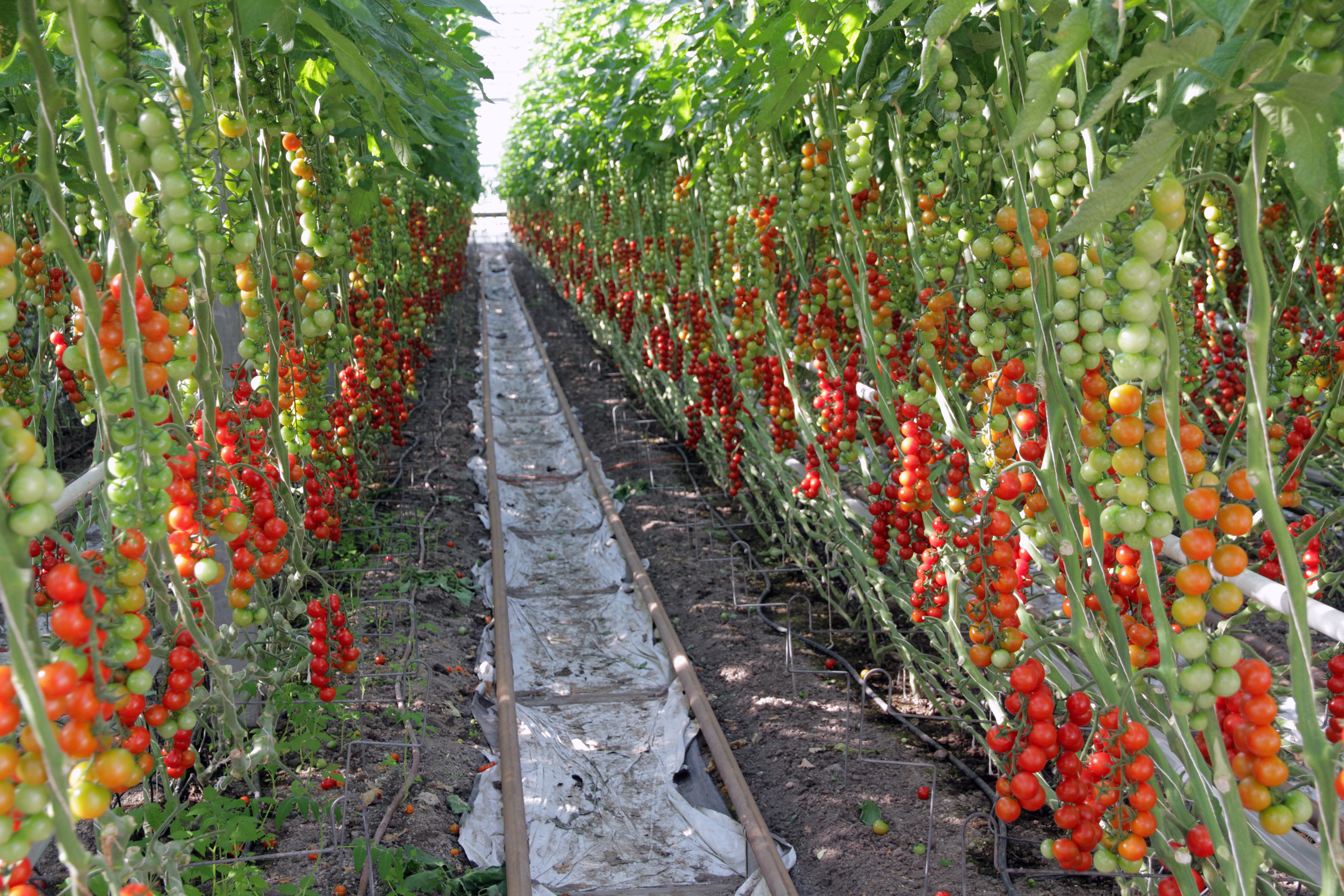 Økologiske Tomater I Drivhus Foto A Land Img 1232 (Photo: Anita Land)