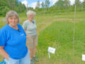 Senior Researcher Anne-Kristin Løes (NORSØK) with research technician Anne de-Boer (NIBIO) at the experimental field in Tingvoll.