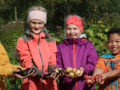 Høsting av poteter i Skolehagen