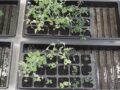A fertiliser with varying concentrations of clopyralid residues was applied to pea and tomato transplants.