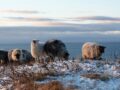 Gammelnorsk sau på utegang, Særværet Villsau.