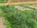 Mulching the plots with roundbale silage from the previous season was efficient as a weed control in the field trial at Tingvoll in 2021. On the control plots the leek plants were hidden in various weeds 7 week after planting.