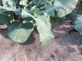 Testing felt wool cloth as soil cover in vegetable fields