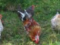 Hens on the outside area.