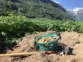 Potato harvest