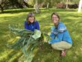 Forskerne Sissel Hansen og Tatiana Rittl holder kålblader. Sammen med en rekke nasjonale og internasjonale samarbeidspartnere har de vært med å finne ut at  denne typen friske og umodne planterester gir store utslipp av den sterke klimagassen lystgass.
