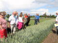 John Arne Dieseth i Graminor viste et stort mangfold av hvetesorter.