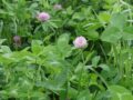 Red clover improve soil fertility, and is important to sustain in grassland