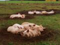 A good life for the free range pigs.