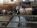Free stall barn with lying cubicles and outdoor yards for organic bulls.