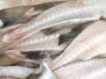 Cod backbones from clipfish production.