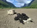 Mineralorganisk gjødsel med råtnerest og marine restråstoff, klar til solding og spredning i feltforsøk.