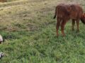 Cow and calf graizing together