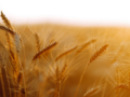 TRENGER MER: Det må dyrkes mer økologisk korn i Norge for å dekke etterspørselen og minske importen.