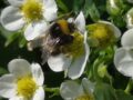 Large earth bumblebee (Bombus terrestris) on flowers of strawberry (Fragaria × ananassa)