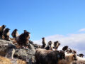 Old Norwegian spelsau (sheep breed) on heather pasture on Nerlandsøya.