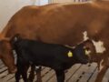 Cow and calf in the common area of ​​SmartCalfCare during the experiment at the Center for Animal Experiments, Ås.