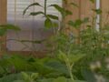 Good growth in the compost barn.