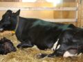 Cow and calf together at Tingvoll gard.
