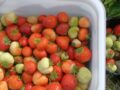 Strawberries treated with ozonated water, fresh berries to the left and berries with botrytis to the right.