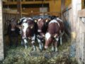 Deciduous tree pellets will be tested as bedding for young animals in the barn at Tingvoll farm.