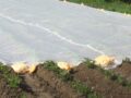 Potato field in Sunndal, May 2019.