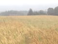 There is a large diversity in the appearance of grains, here from a field experiment at Bjerkem farm in Trøndelag, 2017.