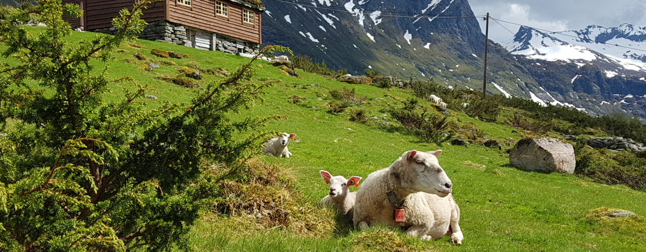 The sheep provides us with meat and fiber from the rangeland (Photo: Rose Bergslid)