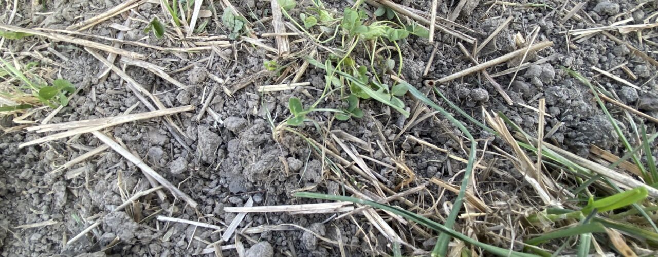 We are investigating the effect of the Terra Biosa ferment on surface composting of subculture. Here, the subculture has been run over with pasture brush and biofrench in early May. (Photo: Sissel Hansen)