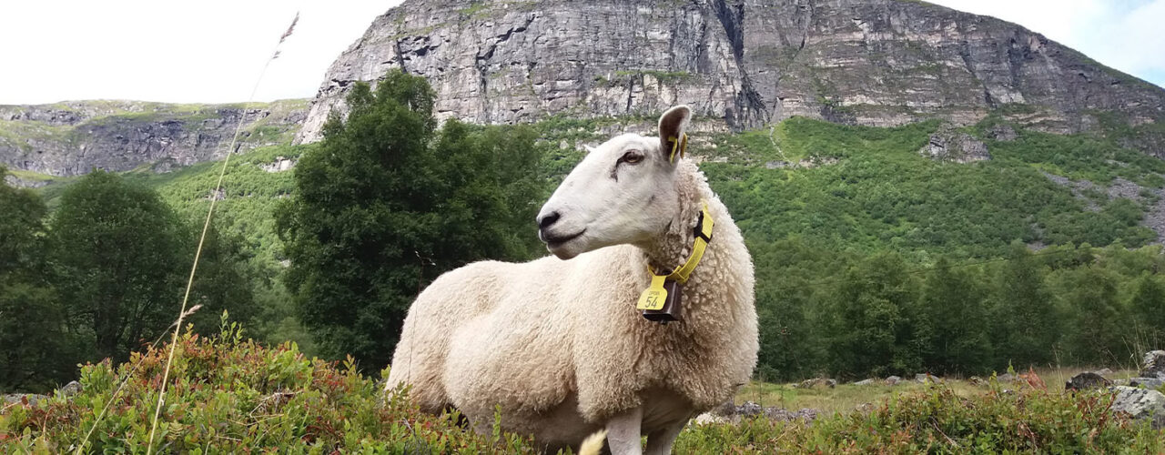 On pasture in Innerdalen. (Photo: Rose Bergslid)