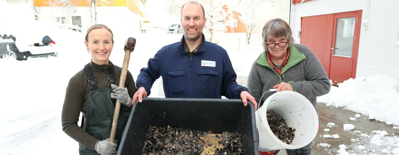 Anniken Fure Stensrud, Joshua Cabell og Anne-Kristin Løes knuser blåskjell til komposten. (Foto: Vegard Botterli)