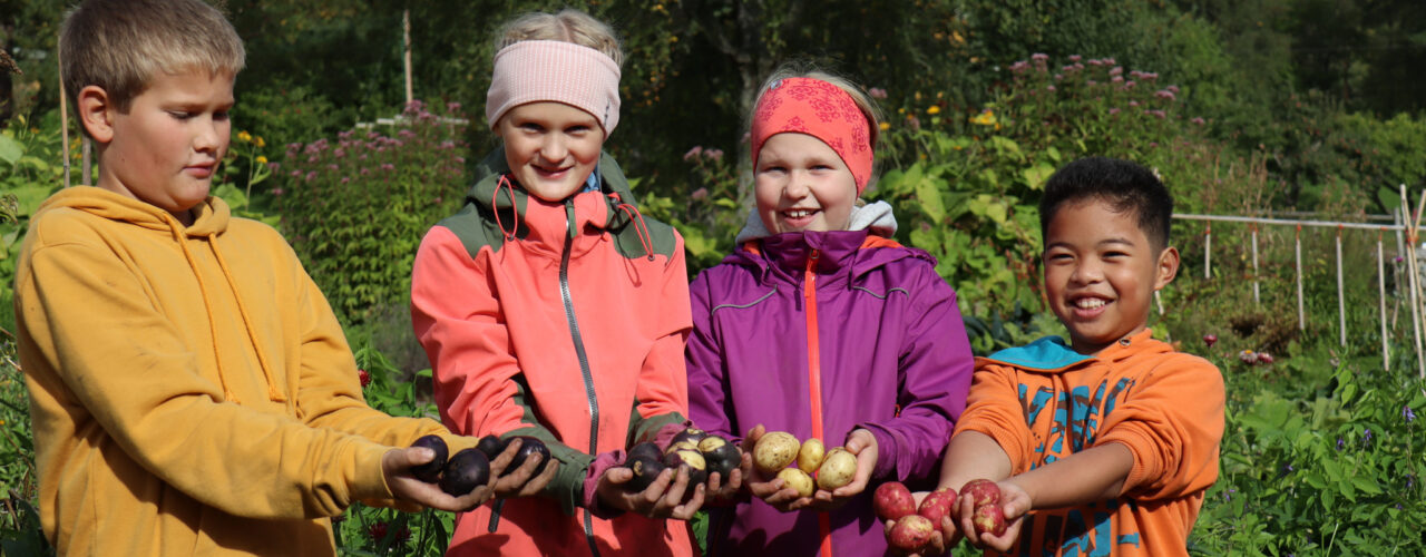 Høsting av poteter i Skolehagen (Foto: Vegard Botterli)