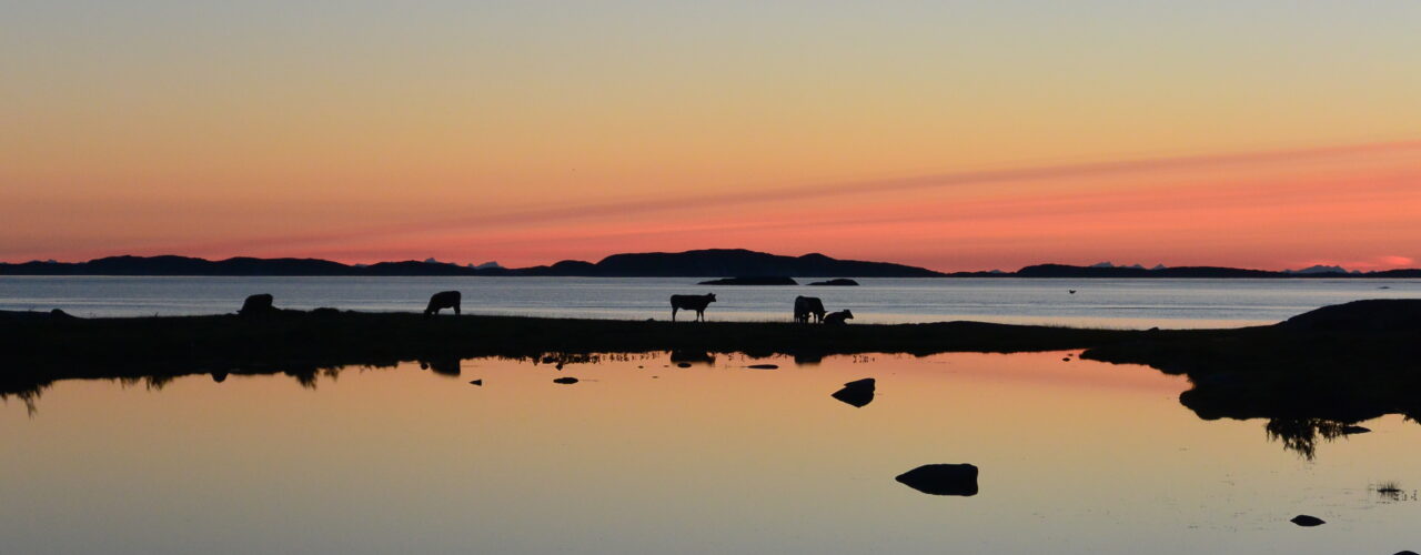 Ungdyr på Kjerringøy. (Foto: Rose Bergslid)