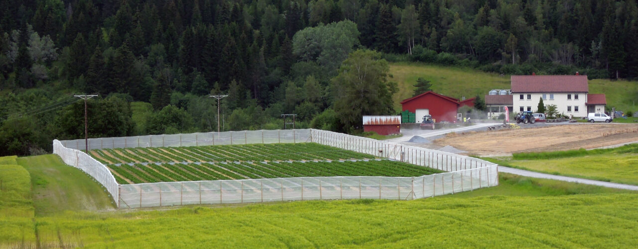 Fence Trap Aw Fence Trap Aw (Foto: Atle Wibe)