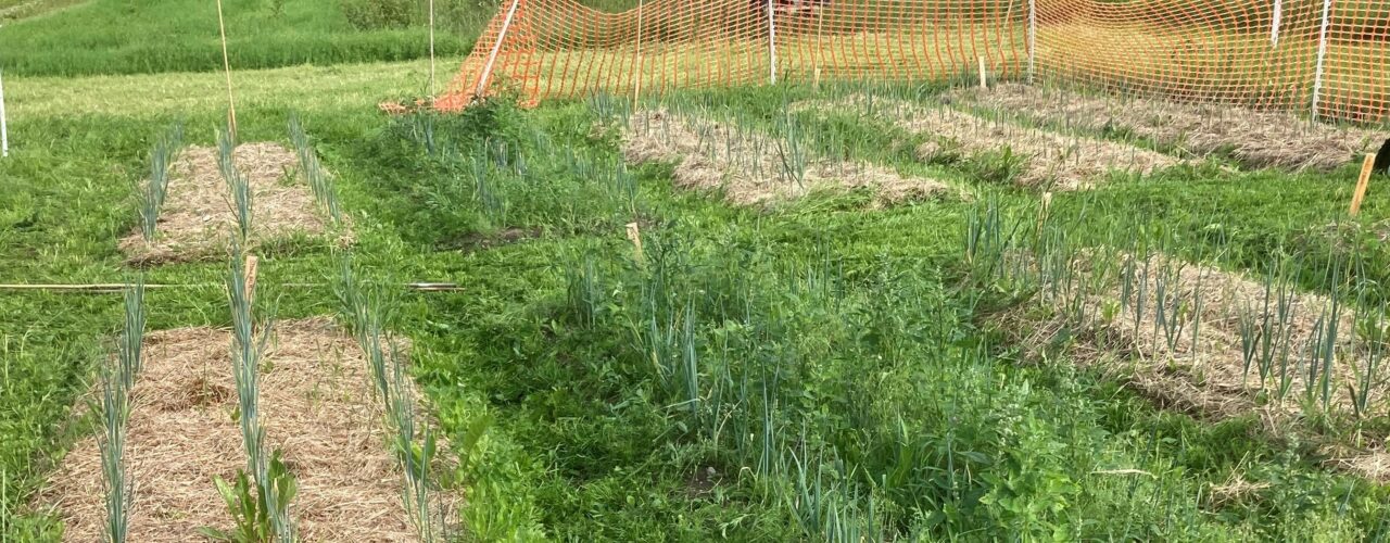 Mulching the plots with roundbale silage from the previous season was efficient as a weed control in the field trial at Tingvoll in 2021. On the control plots the leek plants were hidden in various weeds 7 week after planting. (Photo: Anne-Kristin Løes)