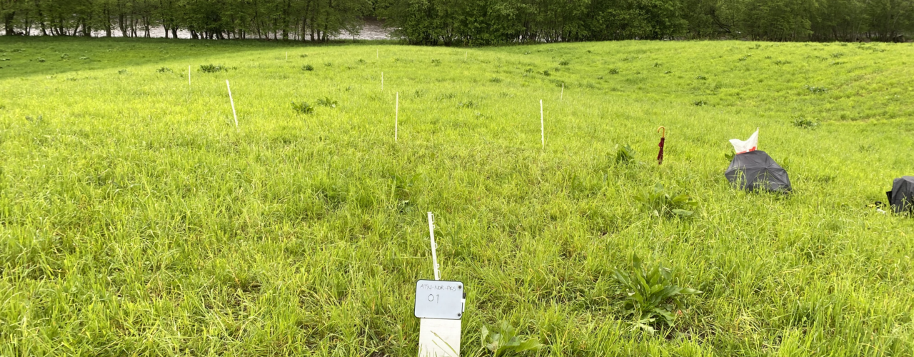 The EOV method (Verification of Ecosystem Effects) shall by use of indicators and measurements reveal a trend where the ecosystem regenerates (gets better) or degenerates (gets worse) on a change in meadow or pasture. (Photo: Reidun Pommeresche)